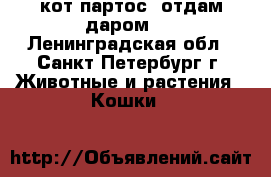 кот партос. отдам даром.  - Ленинградская обл., Санкт-Петербург г. Животные и растения » Кошки   